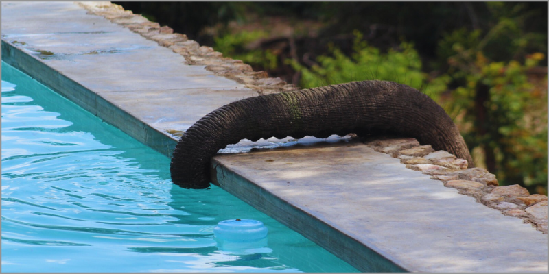 share-pool-with-elephant
