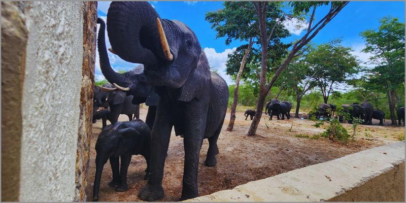 share-pool-with-elephants