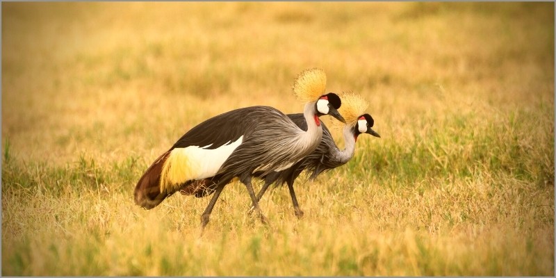 Grey crown cranes are back at Gwango
