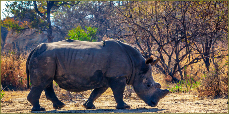 Have you explored Bulawayo