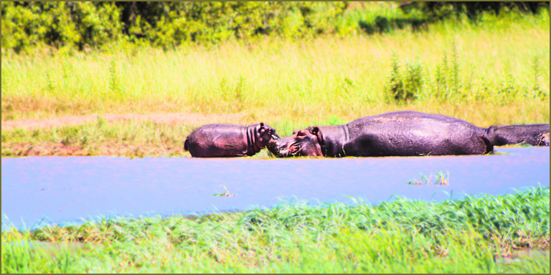 River-Horses-in-Hwange1