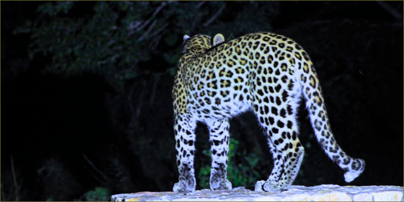 A new spot on the sign1