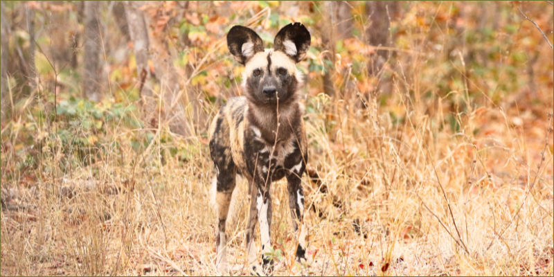 a-painted-dog-sighting-at-Gwango