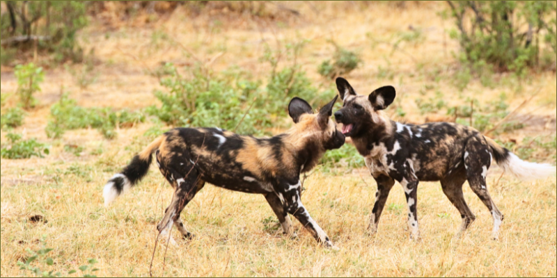 a-painted-dog-sighting-at-Gwango