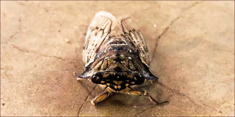 cicada-serenade-at-Hwange2