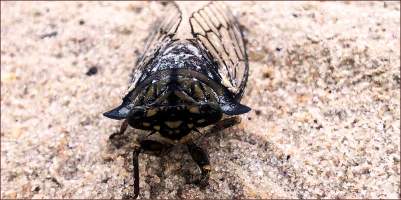 cicada-serenade-at-Hwange