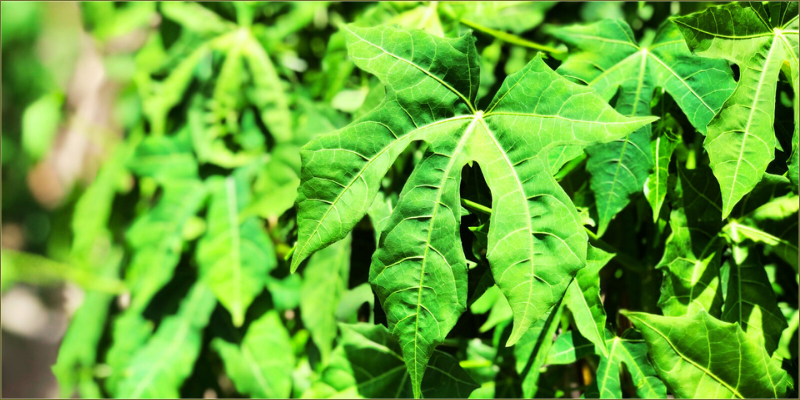 from-branch-to-bounty-spinach-tree