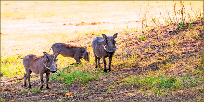 great-warthog-escape1