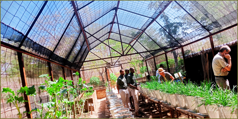 greenhouse-dream-at-Gobelo-Farm1