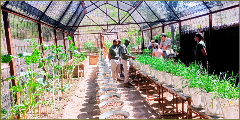 greenhouse-dream-at-Gobelo-Farm2