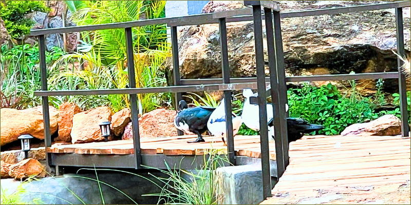 gwango-tamarillo-estate-bridge1