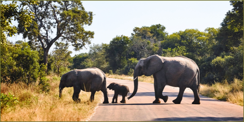It’s a wildlife habitat, so slow down!