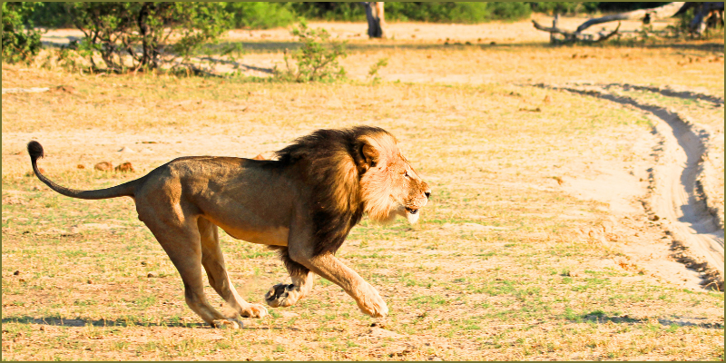 kings-of-Hwange-Cecil’s-legacy1