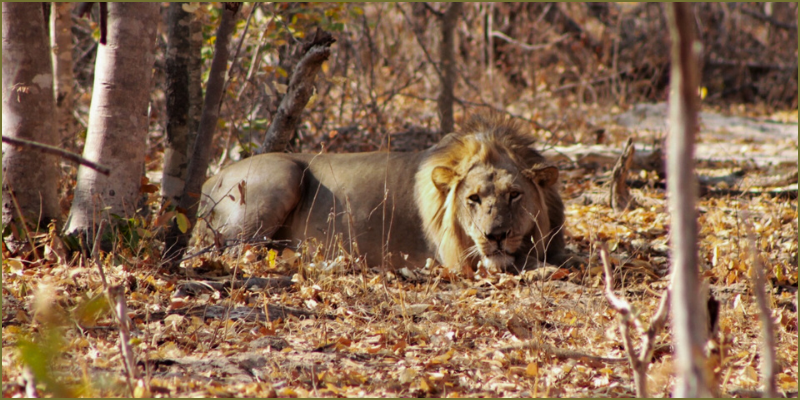 kings-of-Hwange-Cecil’s-legacy2