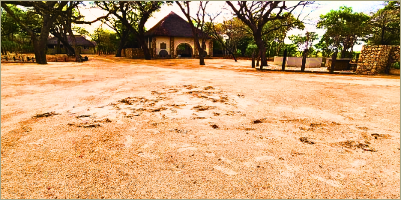 lions-visiting-the-farm