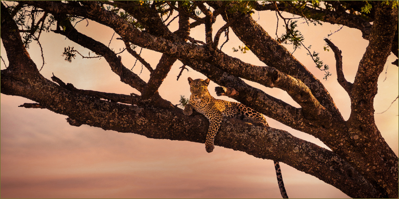 the-nocturnal-side-of-Hwange