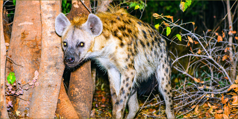 the-nocturnal-side-of-Hwange 2