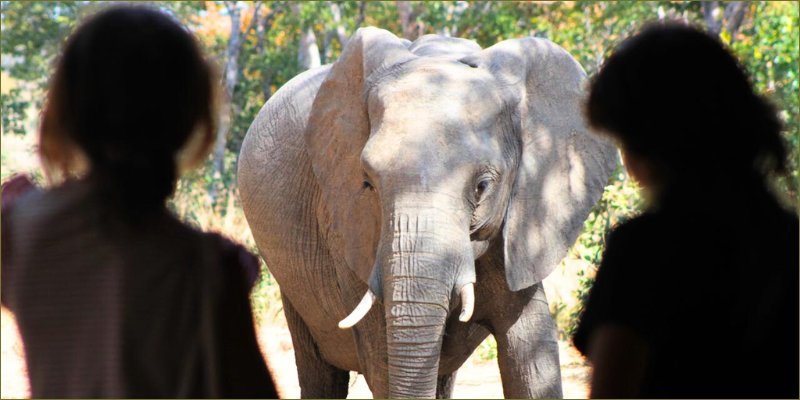 what-to-do-while-in-Zimbabwe2