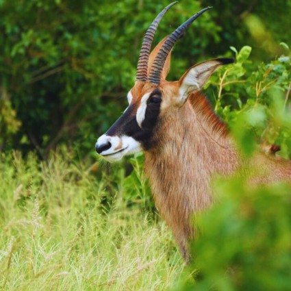 Roan-Antelope.jpg