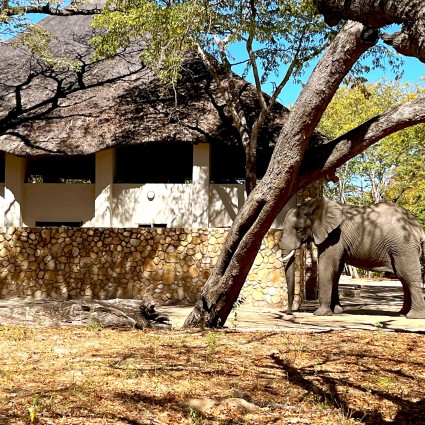 gwango-elephant-lodge-elephant.jpg