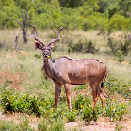 kudu-antelope-at-gel.jpg