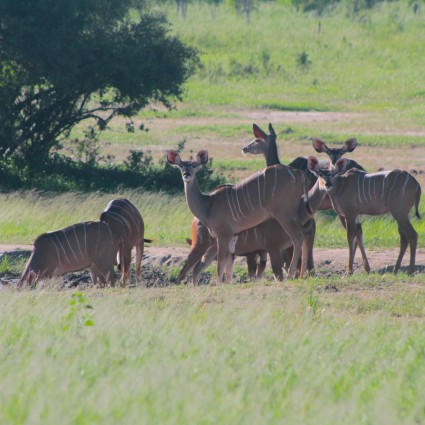 kudu-antelopes-in-hwange.jpg
