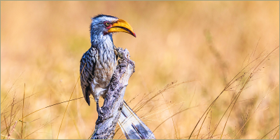 Hwange is the ultimate birder's paradise