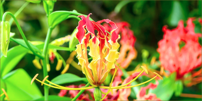 Zimbabwe’s national flower in bloom