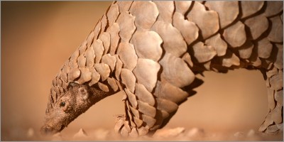 Our day with a pangolin