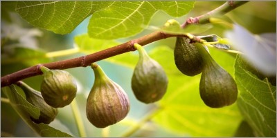 Fig trees and rabbit manure