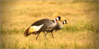 Grey crown cranes are back at Gwango