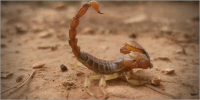 A scorpion stings Husky