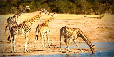 One of Africa's finest new wildlife destinations