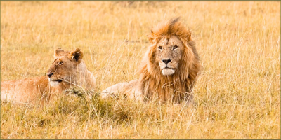 Safari deals at Gwango