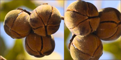 Mutohwe Fruit (Snot Apples) 