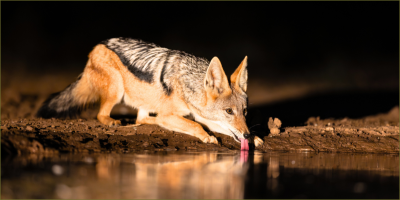 The nocturnal side of Hwange 