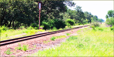 Wild tracks of Hwange