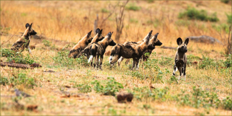 A painted dog sighting at Gwango