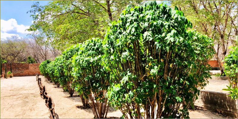 From branch to bounty (Spinach tree)