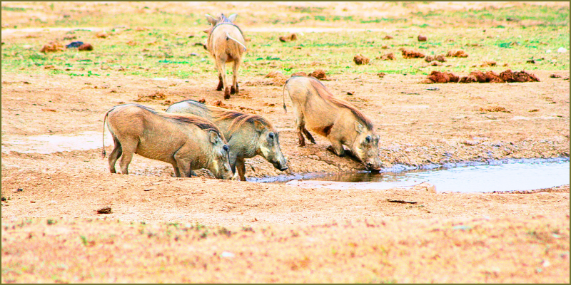 Great warthog escape