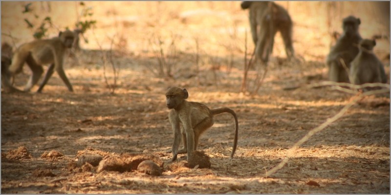 Baboons and our thatched roofs