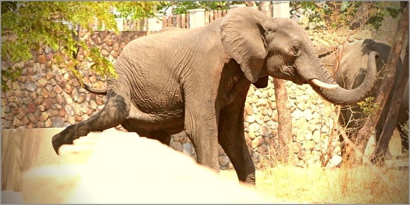 We're building Gwango Elephant Lodge