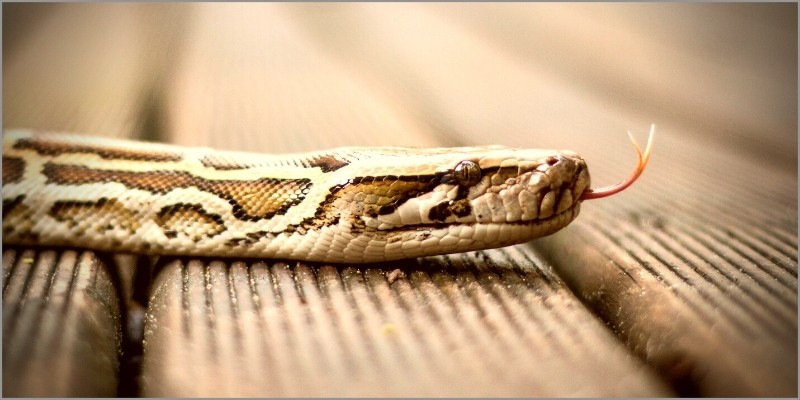 A python on our balcony