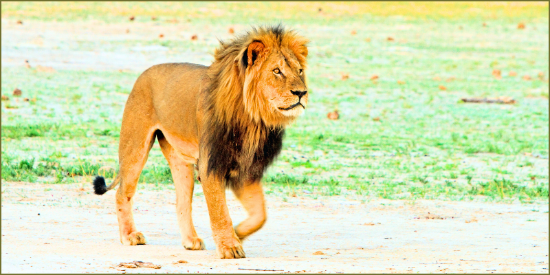 Kings of Hwange | Cecil’s legacy