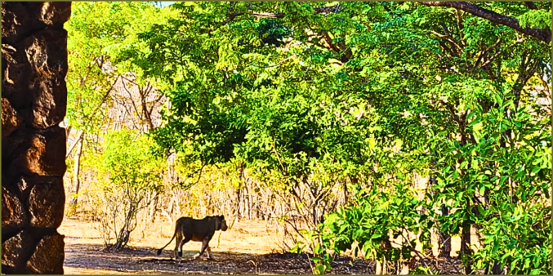 Lions visiting the farm