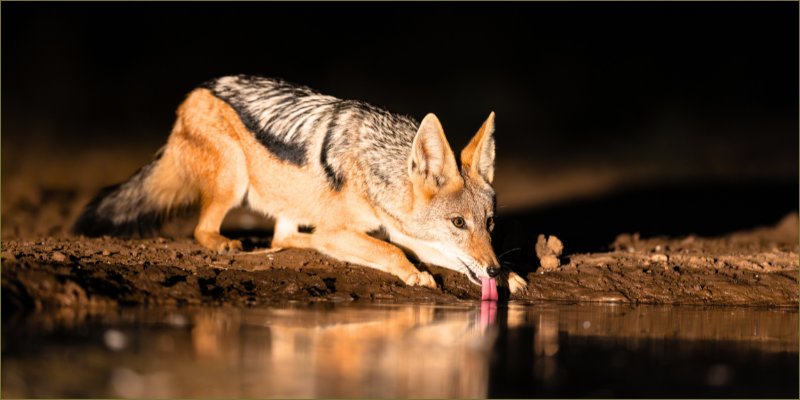 The nocturnal side of Hwange 